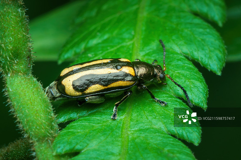 黄曲条跳甲虫图片素材