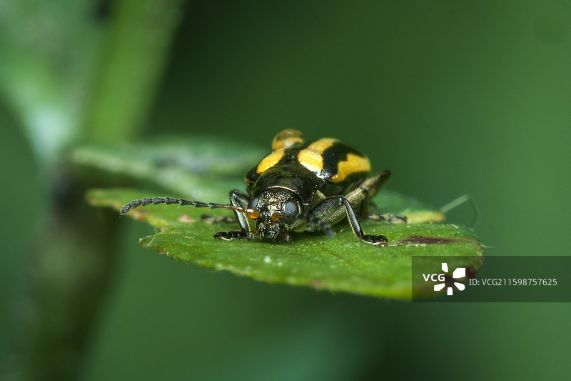 黄曲条跳甲虫图片素材