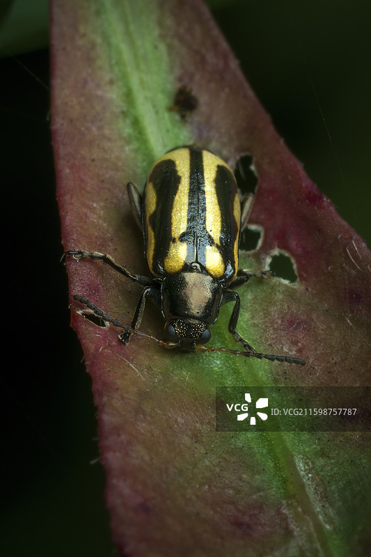 黄曲条跳甲虫图片素材