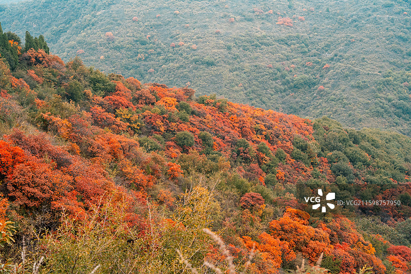 郑州巩义长寿山达西沟-秋季森林树木的高角度视野图片素材