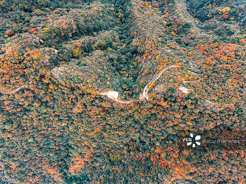 郑州巩义长寿山达西沟-秋季森林树木的高角度视野图片素材