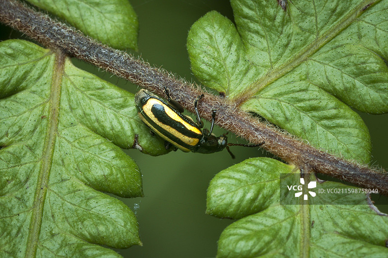 黄曲条跳甲虫图片素材