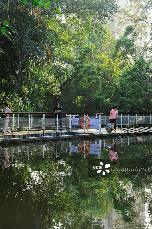 深圳燕晗山公园湖泊，溪流，小桥流水，宁静，自然，绿植图片素材