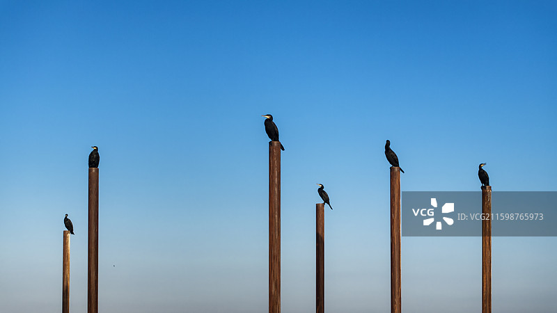 盐城大丰麋鹿图片素材