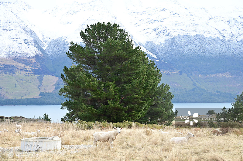 Glenorchy格林诺奇 瓦卡蒂普湖图片素材