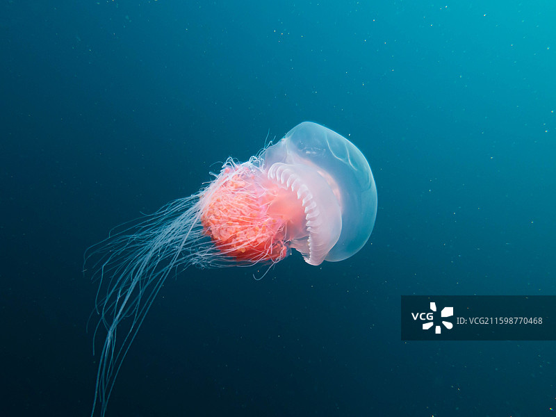 水下游动的水母图片素材