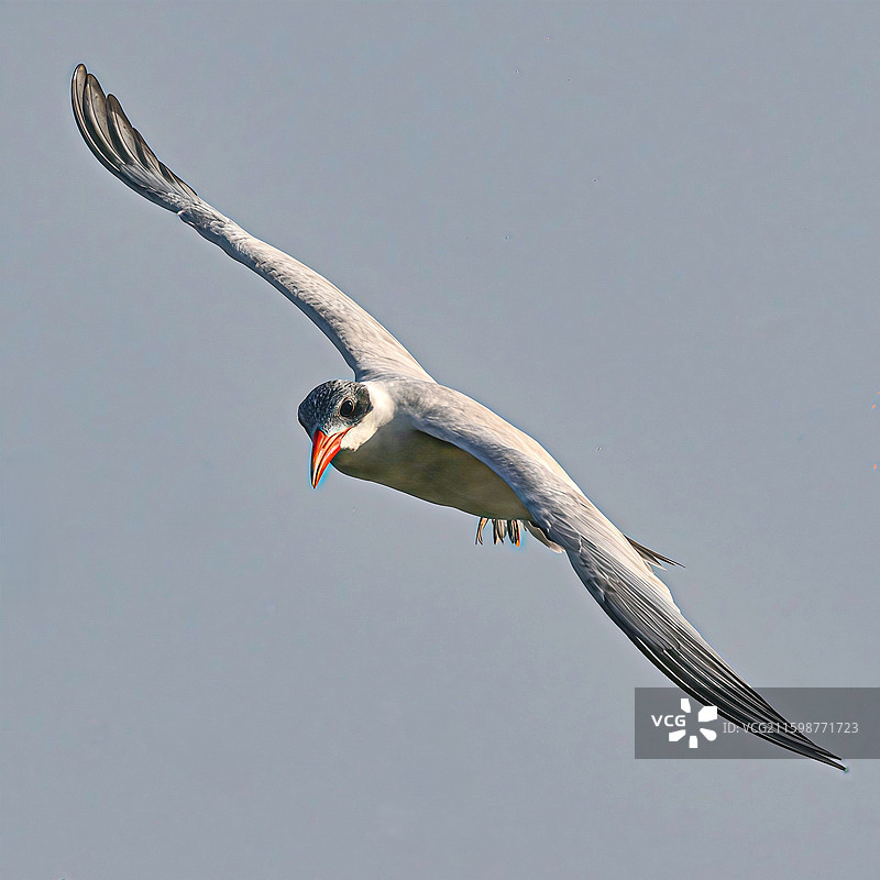 红嘴巨燕鸥图片素材