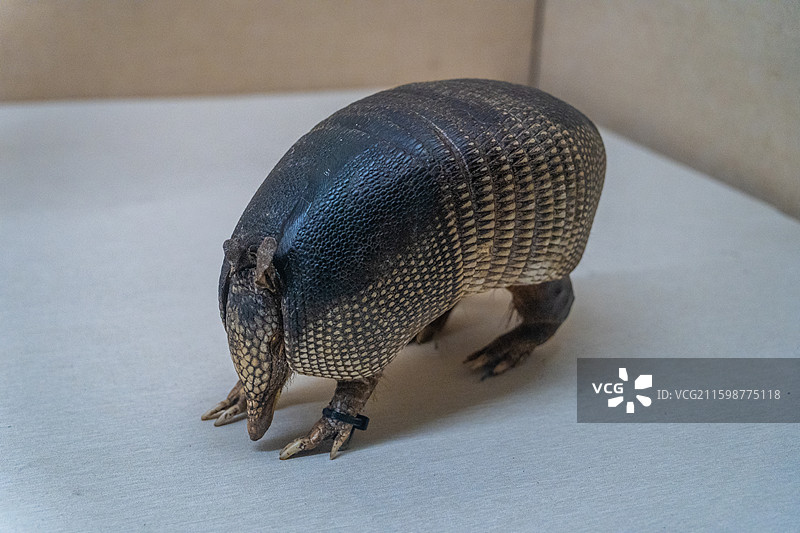 广东省博物馆藏品北美洲九带犰狳标本图片素材