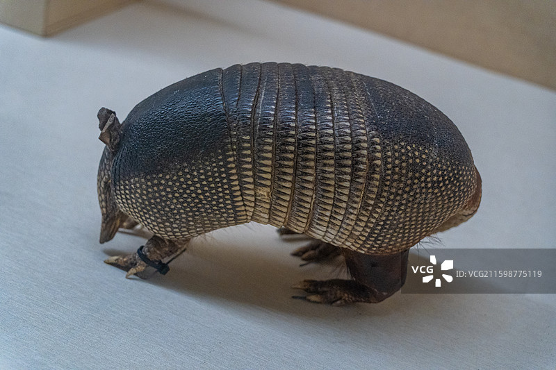 广东省博物馆藏品北美洲九带犰狳标本图片素材