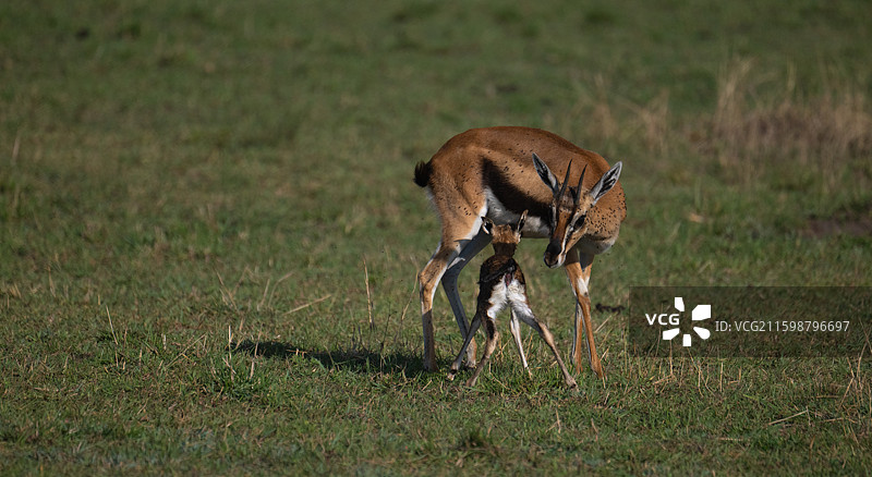 肯尼亚马赛马拉国际公园哺乳的汤氏瞪羚母子图片素材