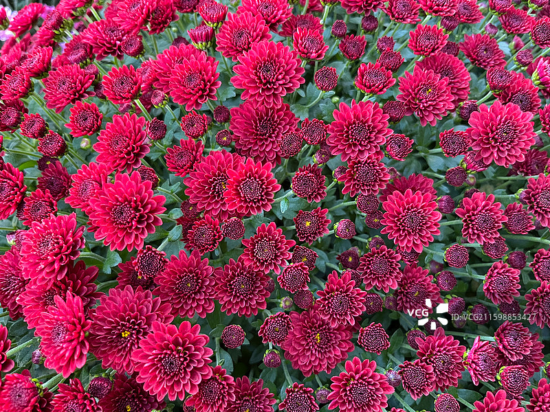 菊花植物的特写镜头图片素材