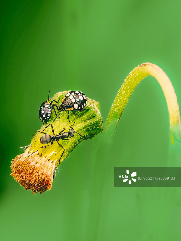 绿境微观剧场：残花上的虫群协奏图片素材