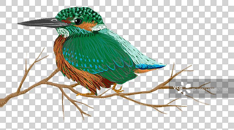 免抠元素 可爱动物形象 树枝上的翠鸟图片素材