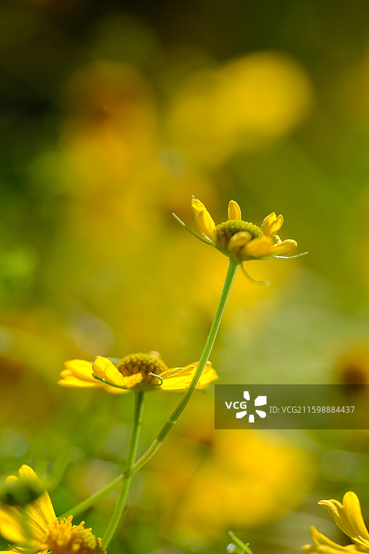 秋天阳光下的小野雏菊和小蜜蜂。食蚜蝇。清新小黄花风景背景图设计素材图片素材