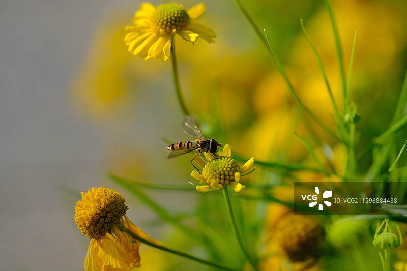 秋天阳光下的小野雏菊和小蜜蜂。食蚜蝇。清新小黄花风景背景图设计素材图片素材