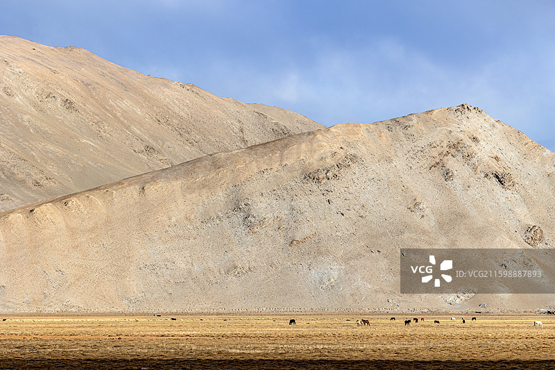 新疆维吾尔族自治区克孜勒苏柯尔克孜自治州阿克陶县布伦口乡苏巴什村金色草滩戈壁高山散养马群秋景图片素材