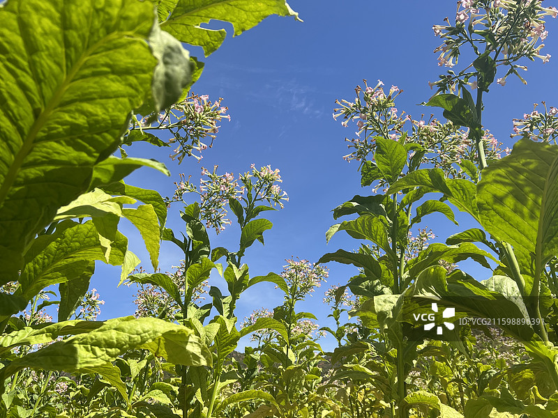 烟叶图片素材