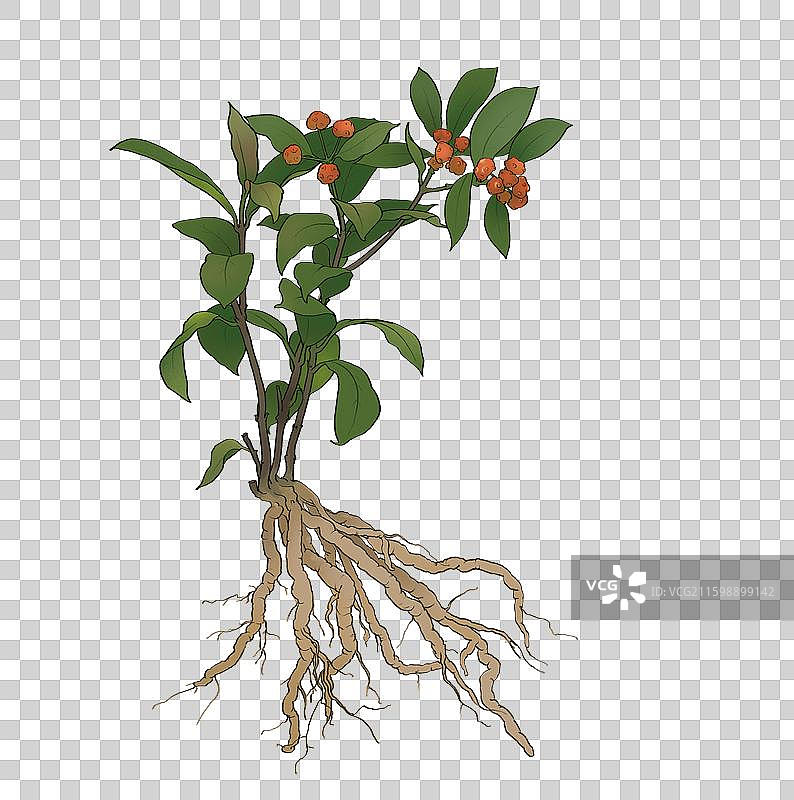 巴戟天图片素材