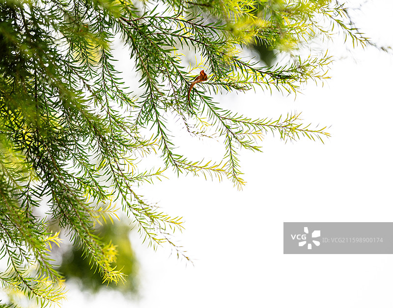 垂枝红千层图片素材