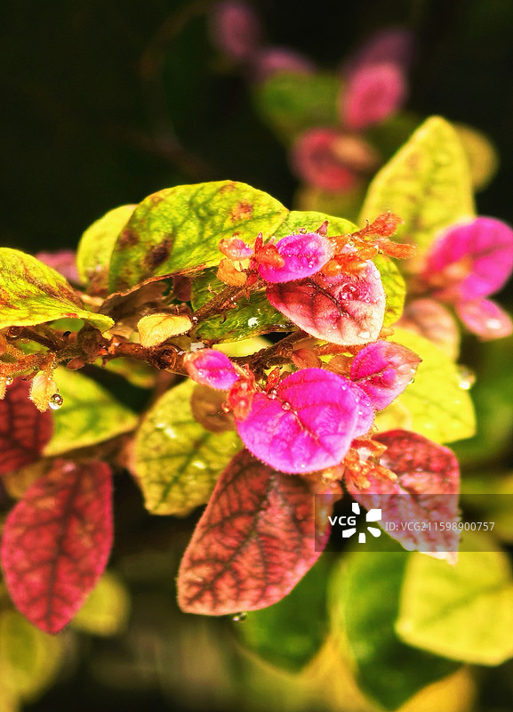 多彩的红花檵木图片素材