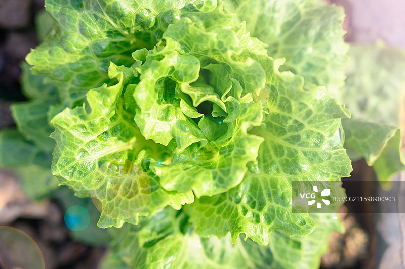阳光下生长的生菜图片素材