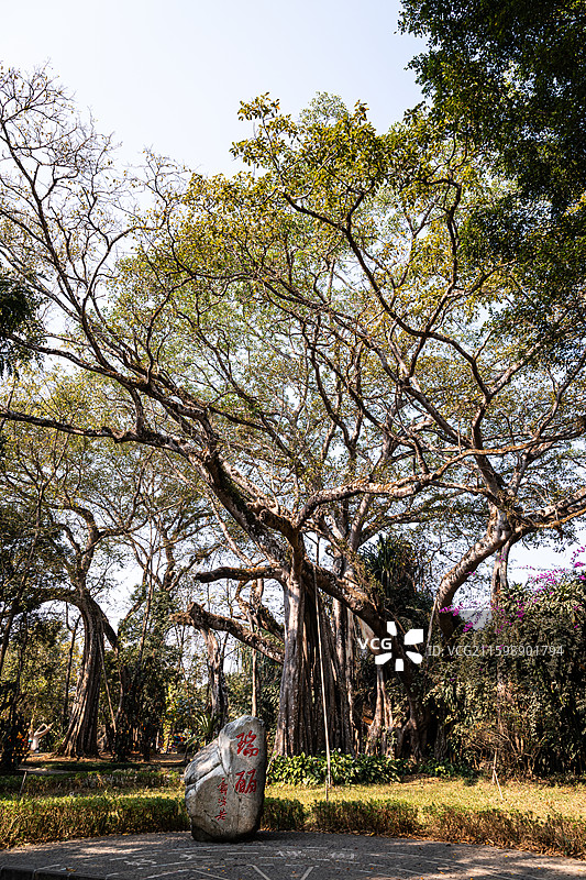 独树成林图片素材