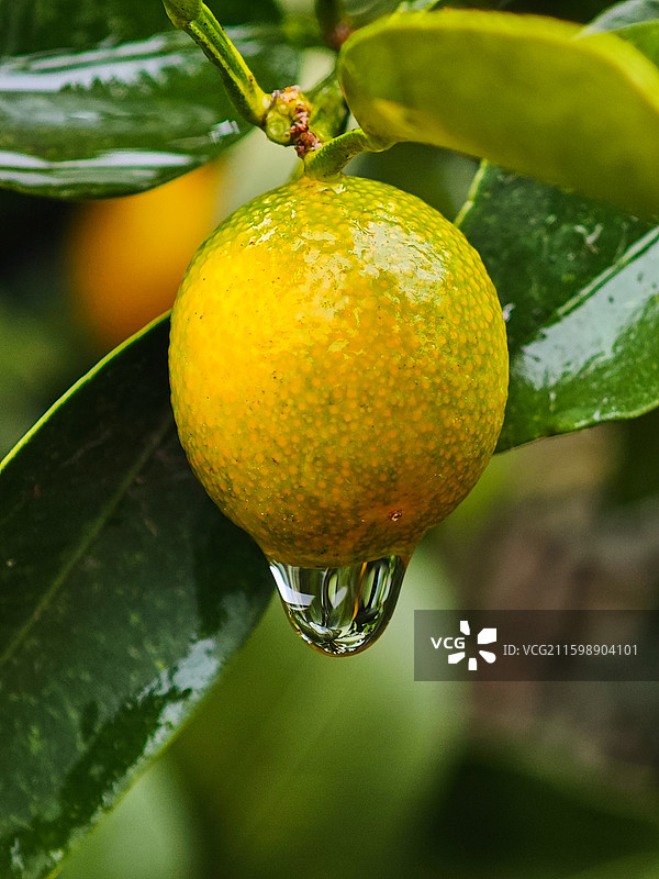 一颗金橘果实微距特写图片素材