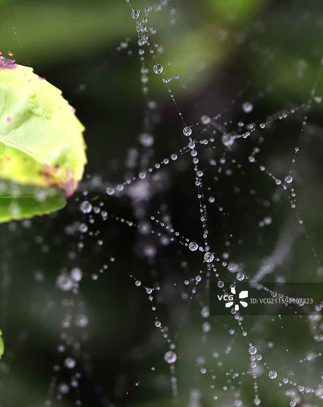 蜘蛛网上的露珠前景聚焦特写，摄于湖北武当山图片素材