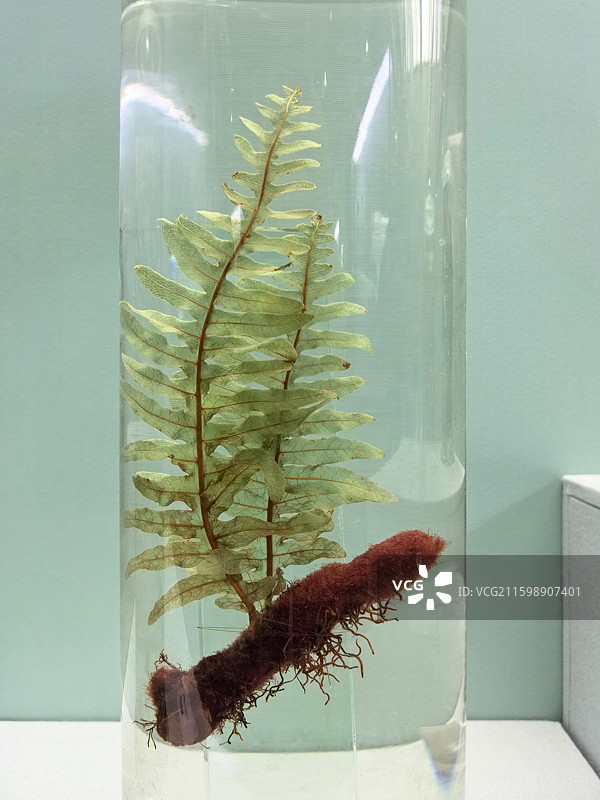 国家自然博物馆 槲蕨标本图片素材
