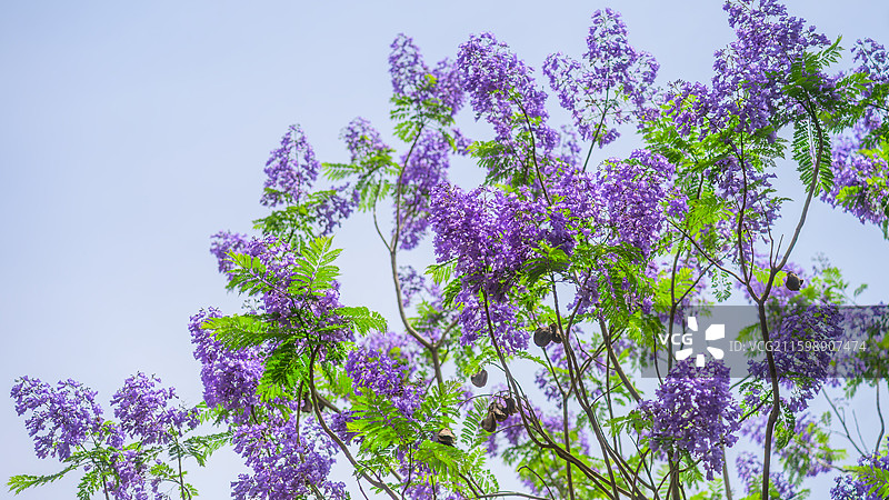 柳州马鹿山蓝花楹图片素材