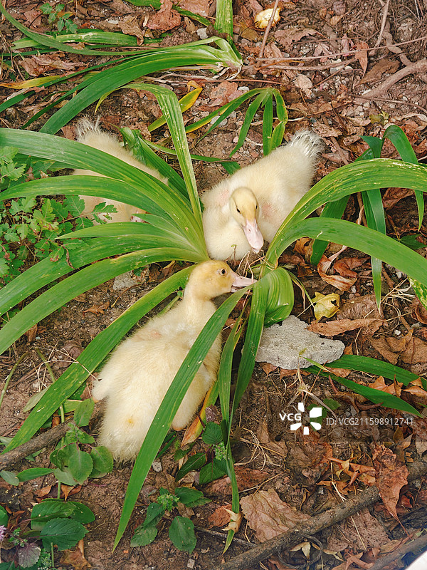 依偎在一起的三只可爱小鸭子宝宝图片素材