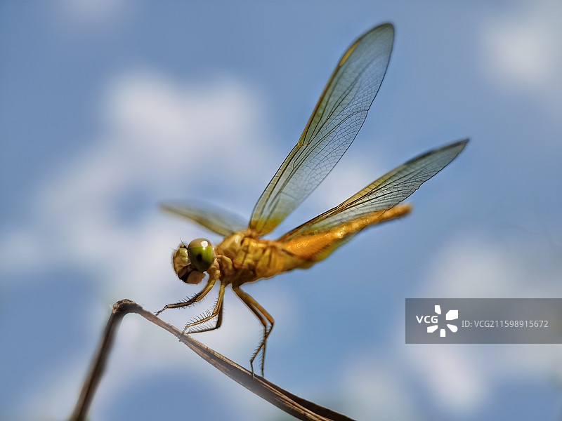蓝天下，蜓停飞图片素材