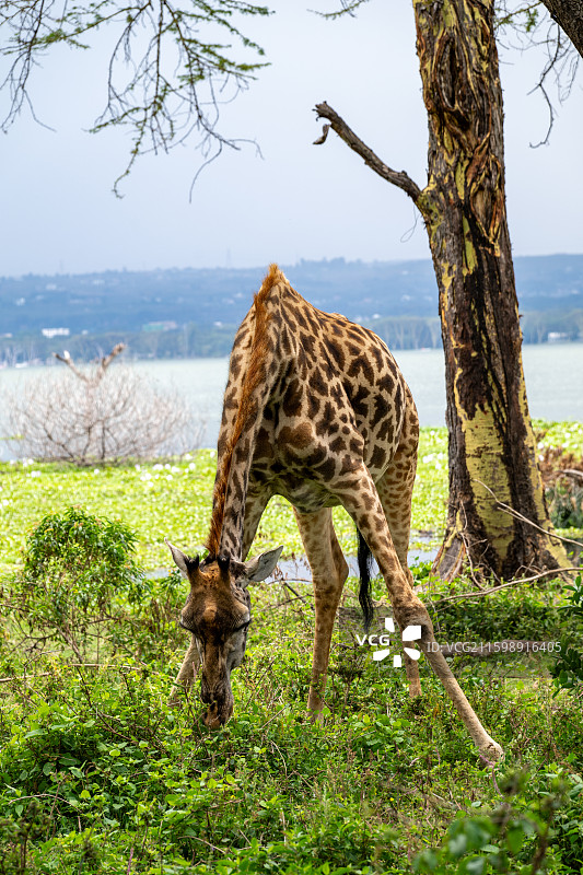 长颈鹿站在草地上图片素材
