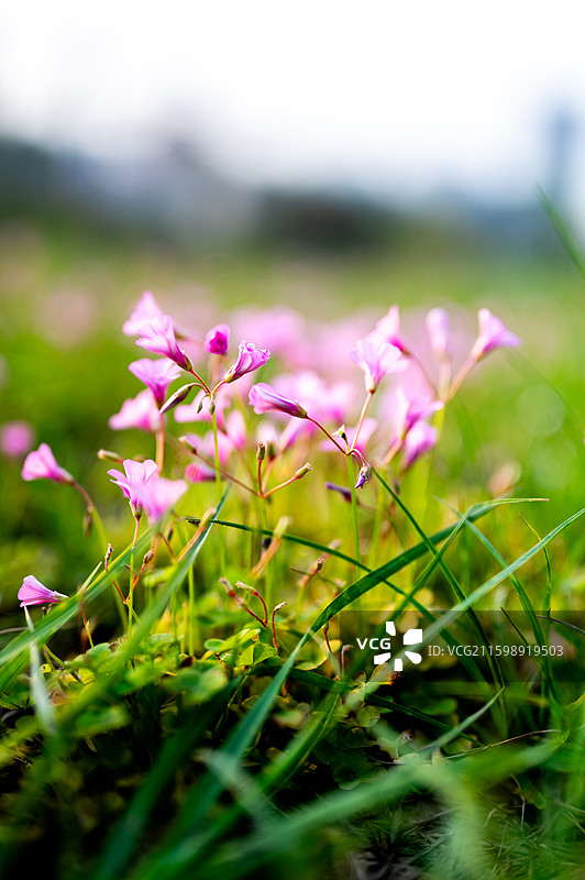 草坪小粉花图片素材