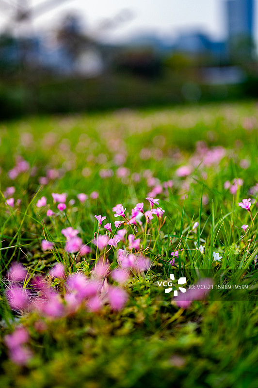 草坪小粉花图片素材