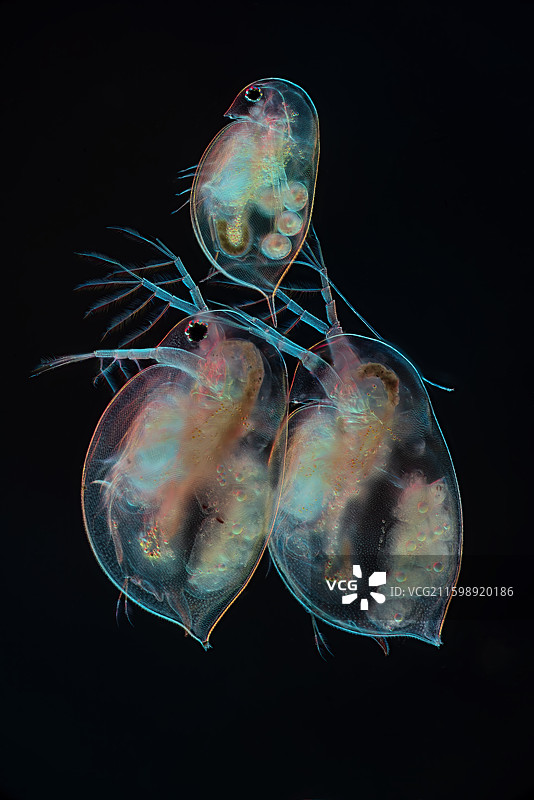 父母的托举图片素材