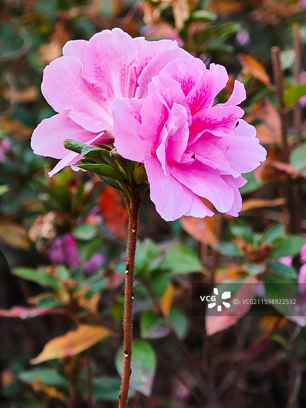 一朵粉色杜鹃花微距特写图片素材