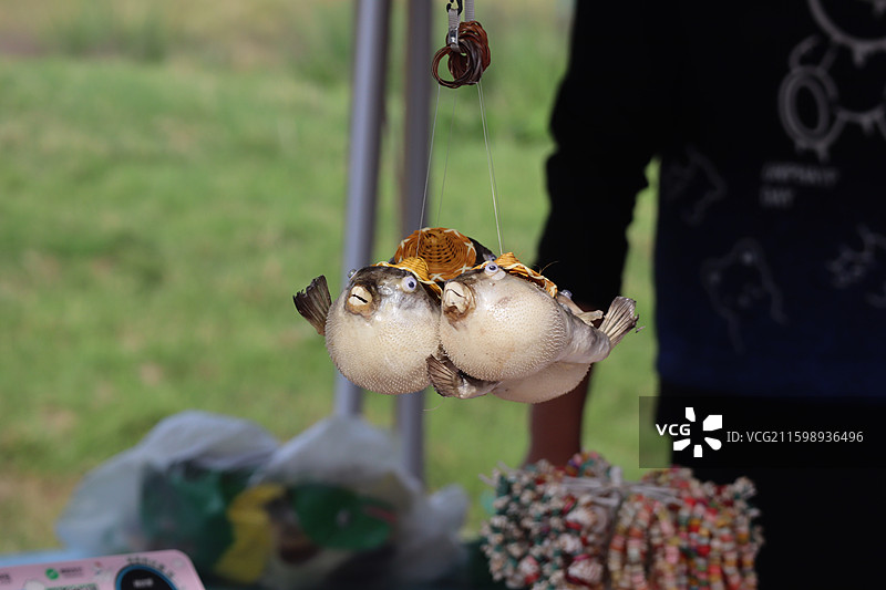 纪念品 河豚挂件图片素材