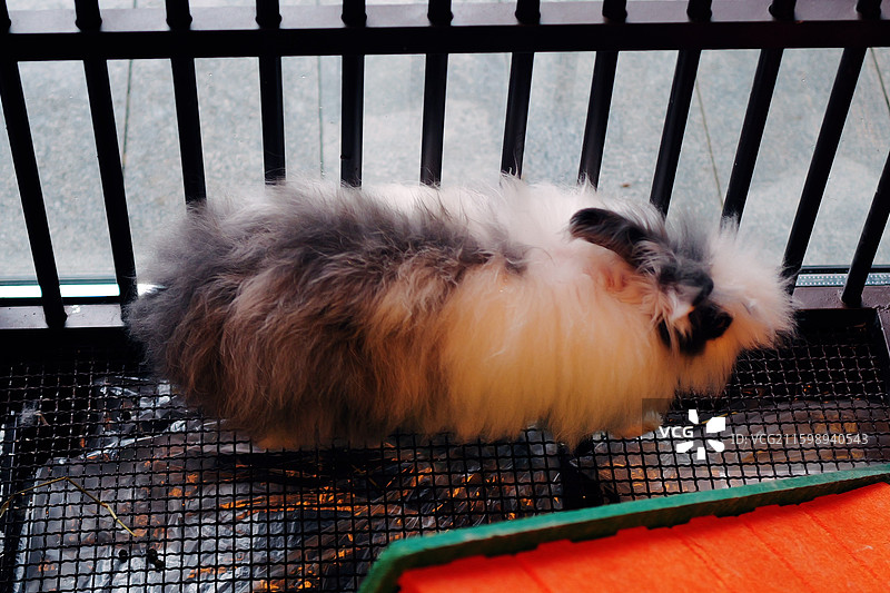 鱼天鹅图片素材