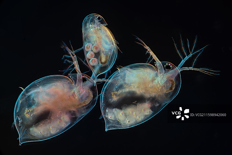 掌上明珠图片素材