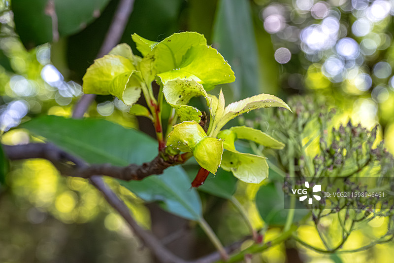 蚜虫 石楠嫩芽上的蚜虫 5月春季昆虫滋生 植物病虫害 上海世纪公园昆虫图鉴图片素材
