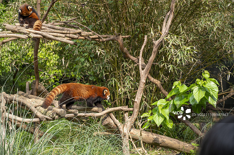 红山动物园动物系列图片素材
