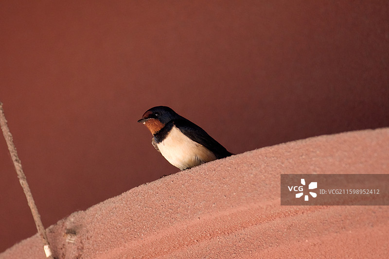屋檐下正在筑巢的家燕图片素材