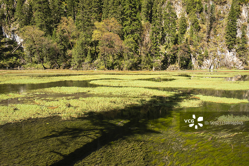 九寨沟天鹅海图片素材