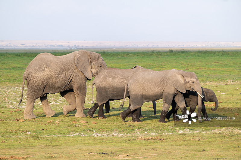 非洲安博塞利的象群图片素材