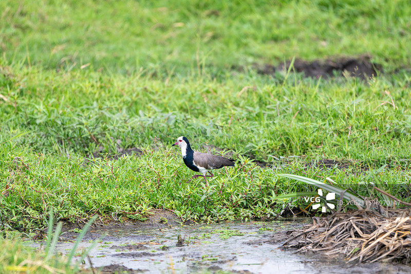 安博塞利的野生动物图片素材