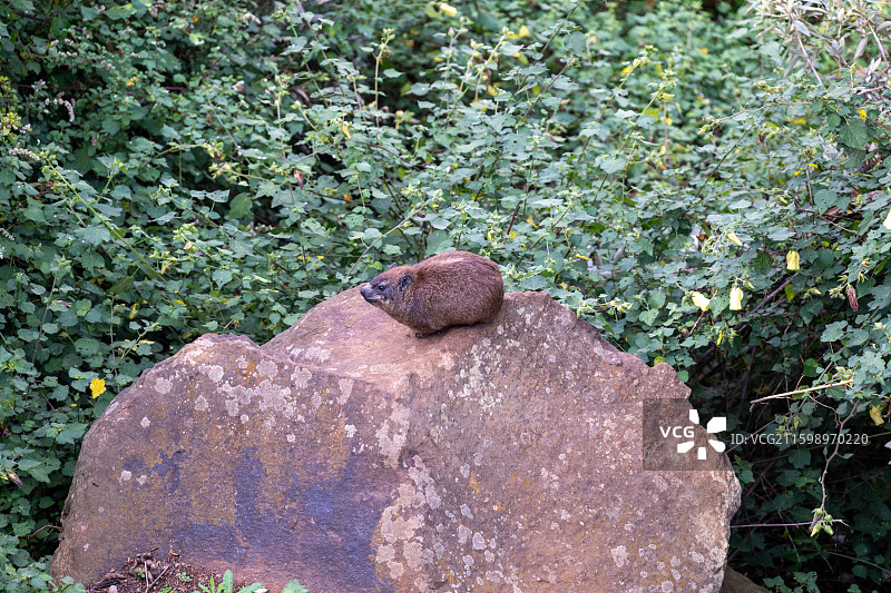 马赛马拉国家保护区图片素材