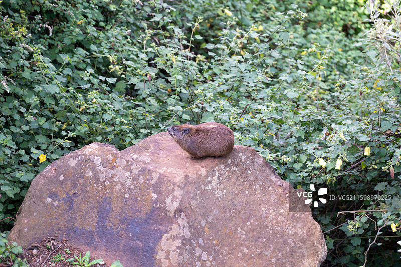 马赛马拉国家保护区图片素材