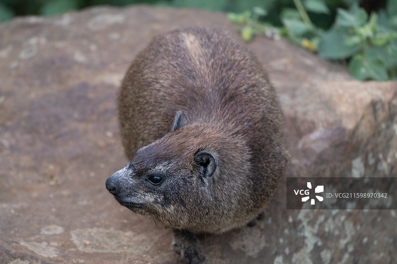 马赛马拉国家保护区图片素材