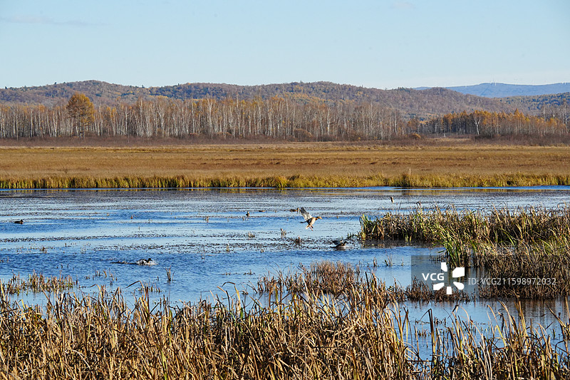 远山 森林 湖泊 湿地 生态 自然 风景 秋天 节气 蓝色 水图片素材
